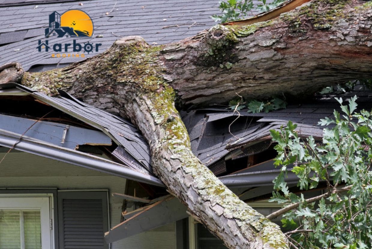 Roof Tree Damage: Causes, Solutions, and Preventive Measures post thumbnail